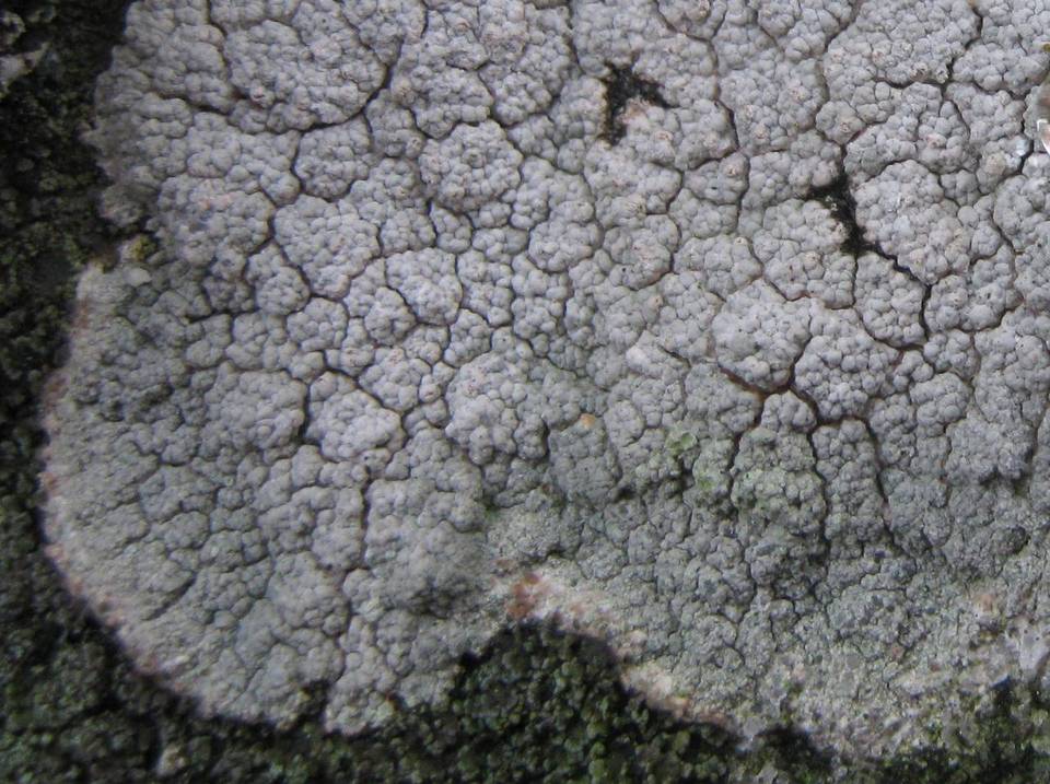 Pertusaria pluripuncta image