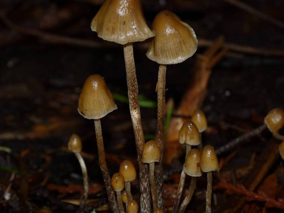 Psilocybe pelliculosa image