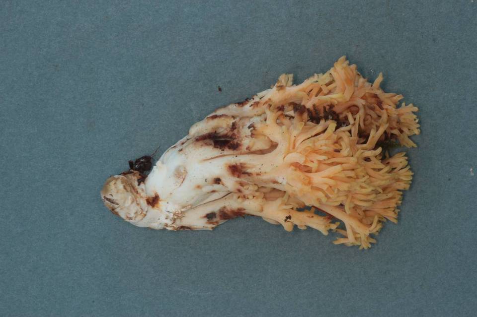 Ramaria celerivirescens image