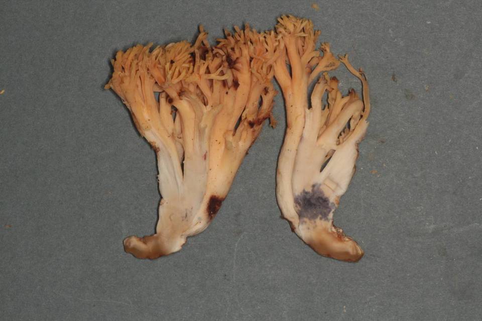 Ramaria celerivirescens image