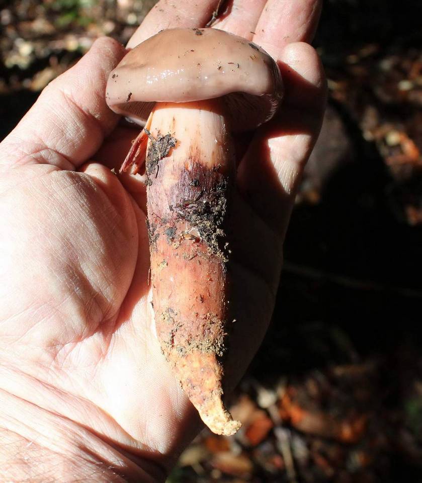Phaeocollybia benzokauffmanii image