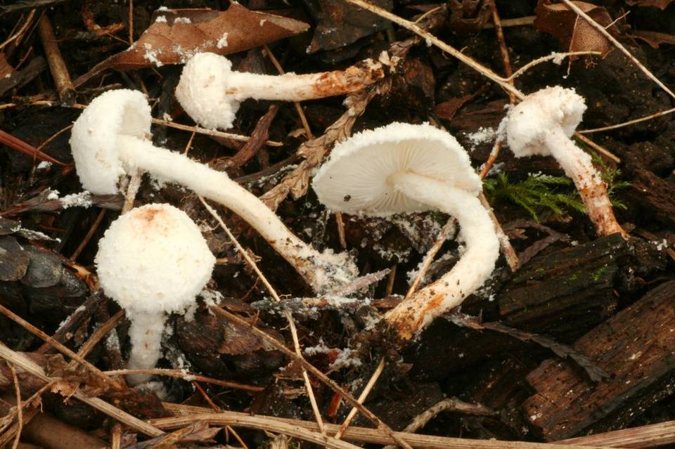 Cystolepiota petasiformis image