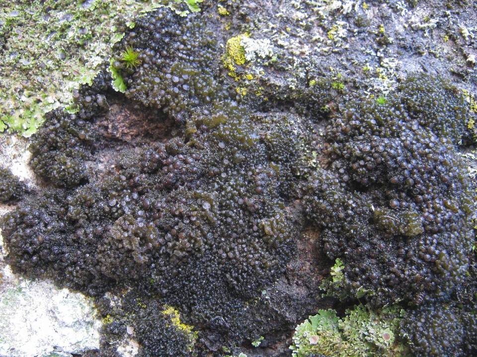 Collema fasciculare image
