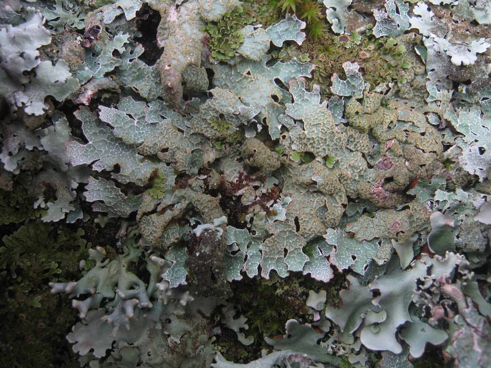Parmelia submontana image