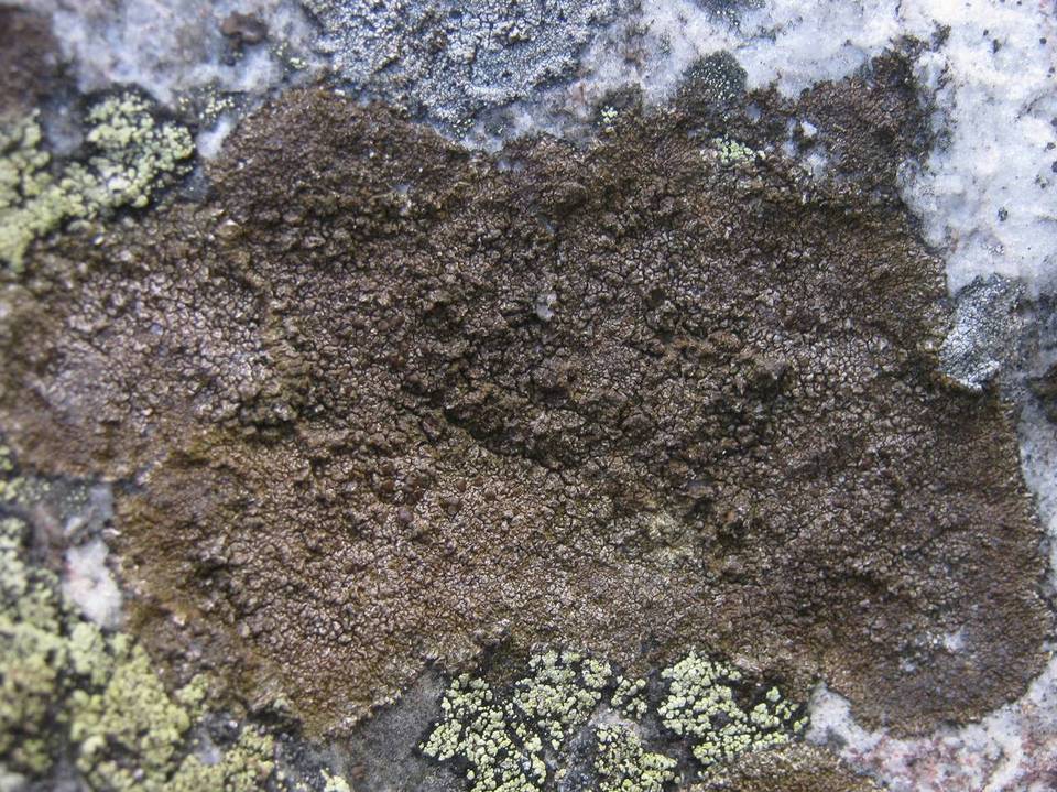 Protoparmelia image