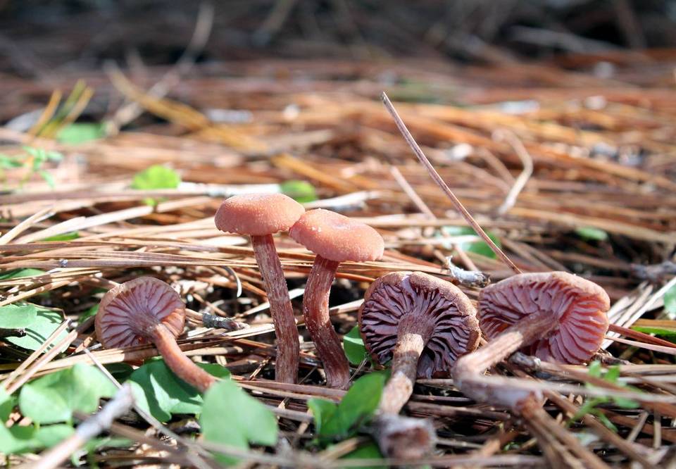 Laccaria oblongospora image