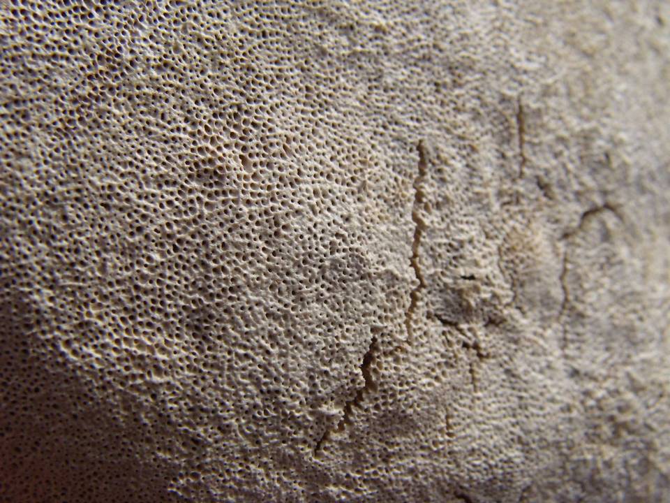 Perenniporia fraxinophila image