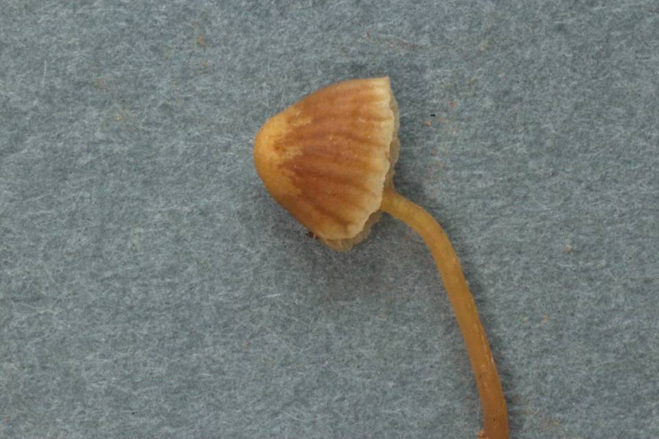 Galerina filiformis image