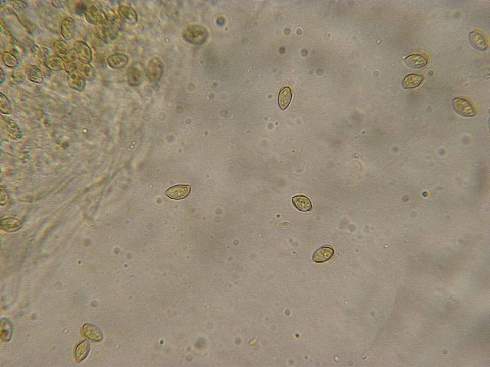 Galerina filiformis image
