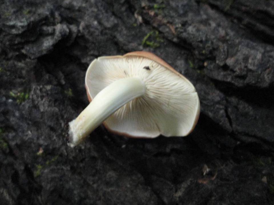 Lentinula lateritia image