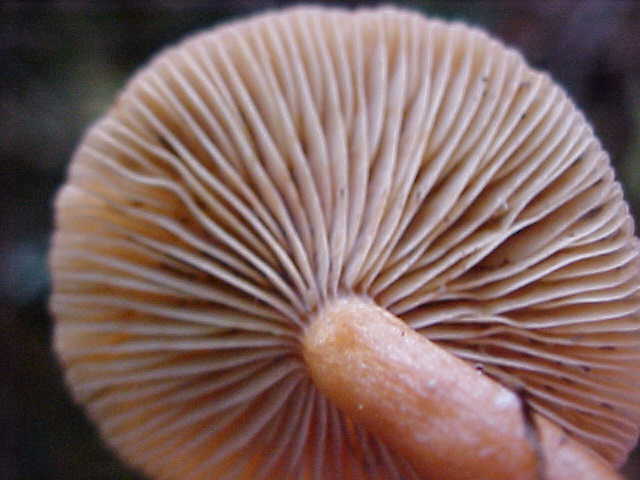 Lactarius olympianus image