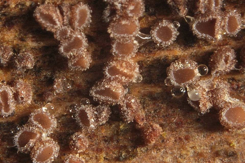 Lachnum corticale image