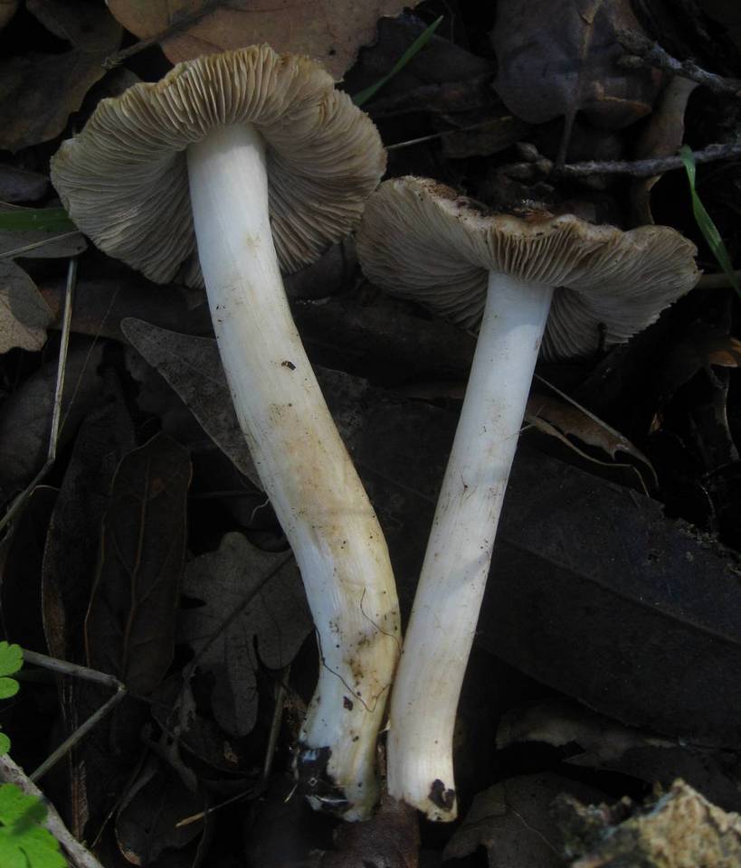 Inocybe brunnescens image