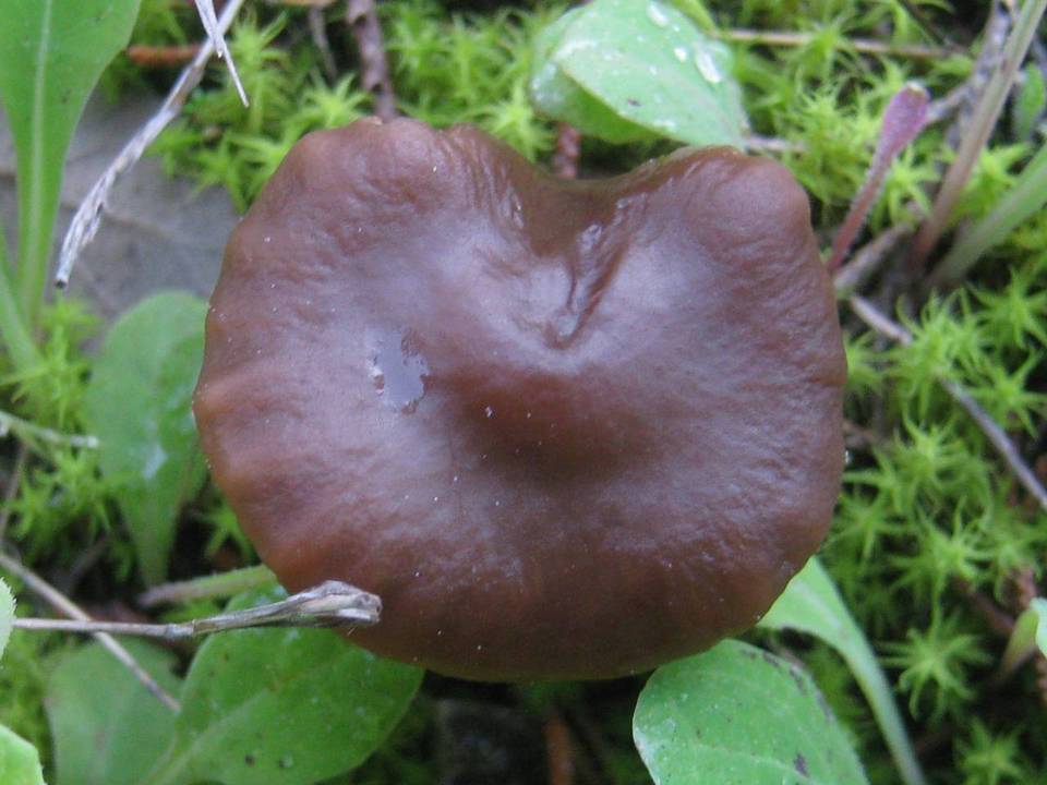 Tephrocybe atrata image