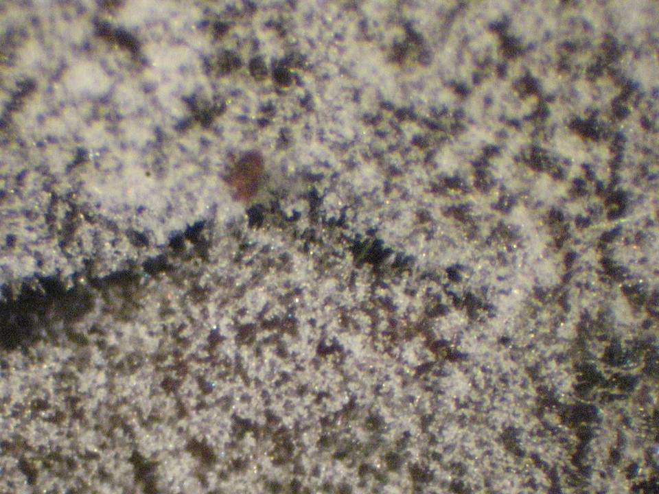 Botryobasidium longisporum image