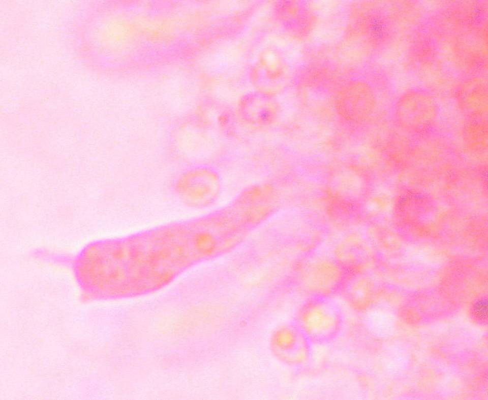 Boidinia propinqua image