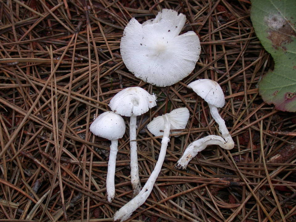 Lepiota sequoiarum image