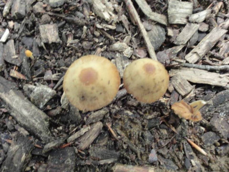 Conocybe siennophylla image