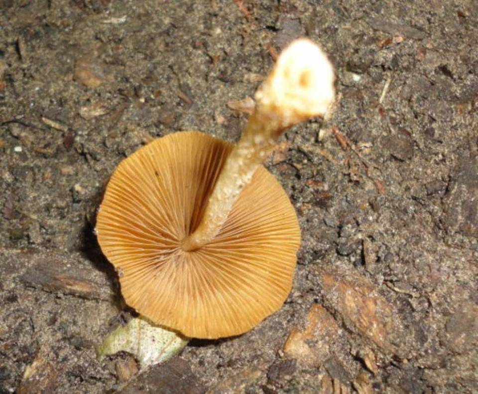 Conocybe siennophylla image