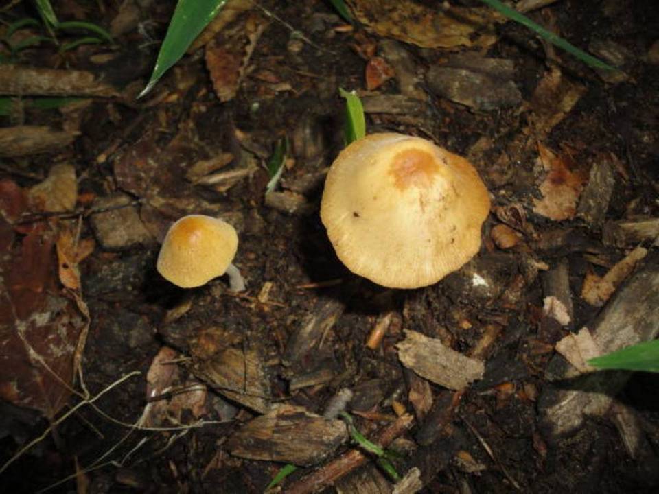 Conocybe siennophylla image