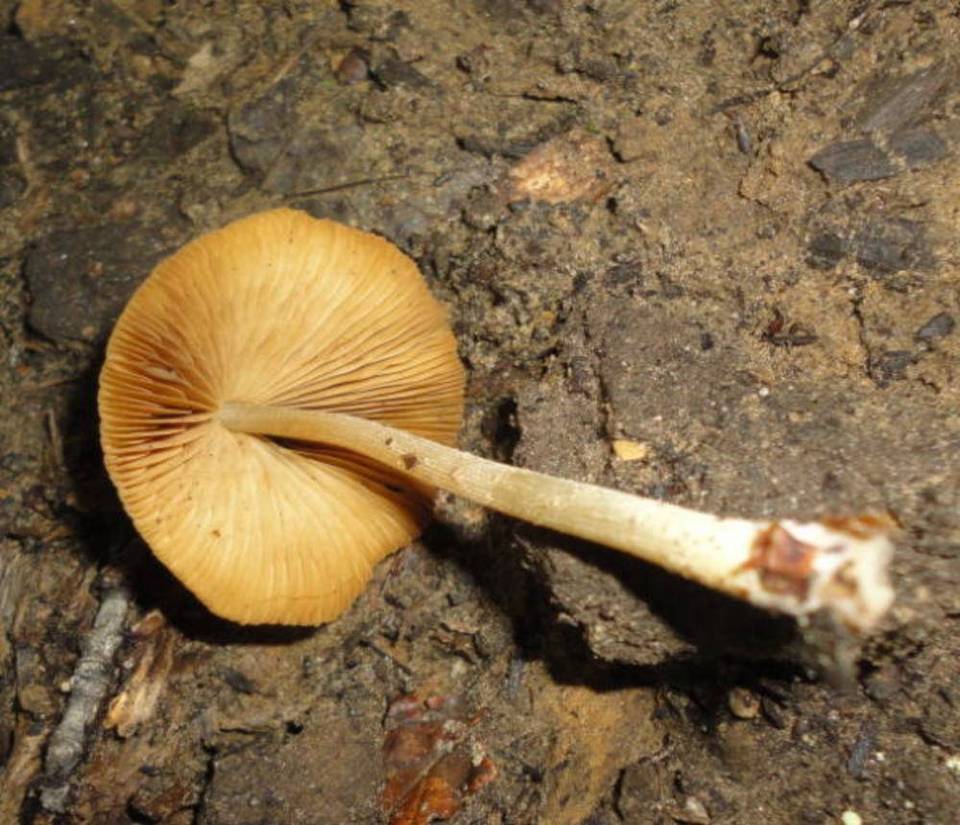 Conocybe siennophylla image