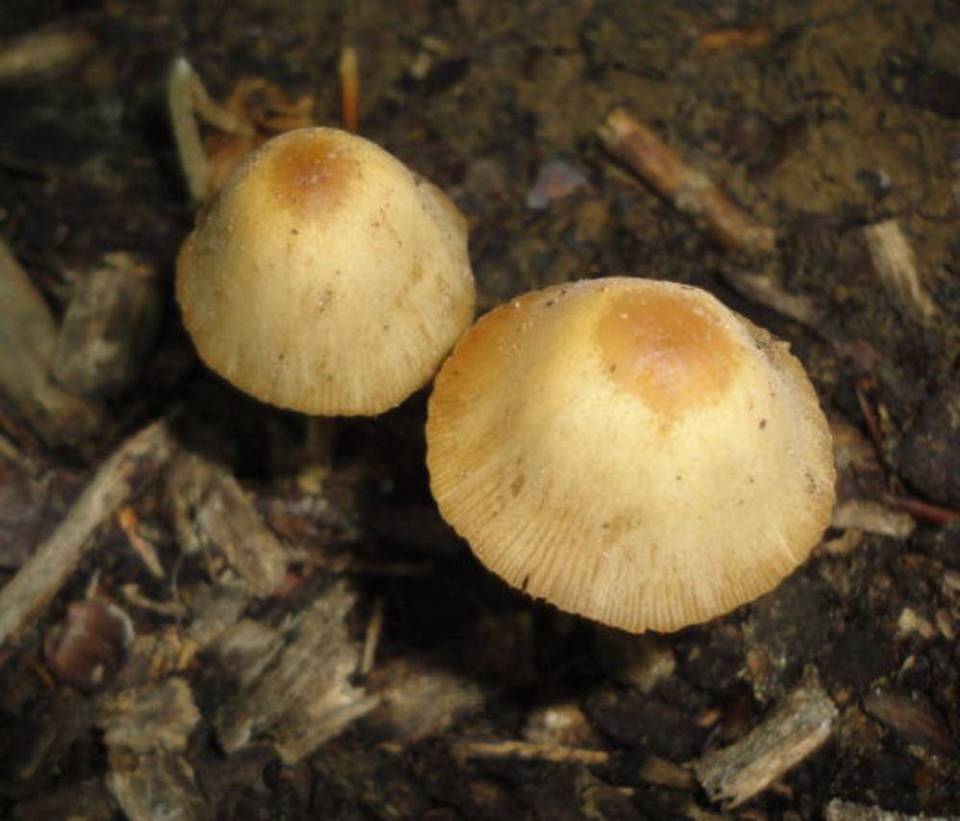 Conocybe siennophylla image
