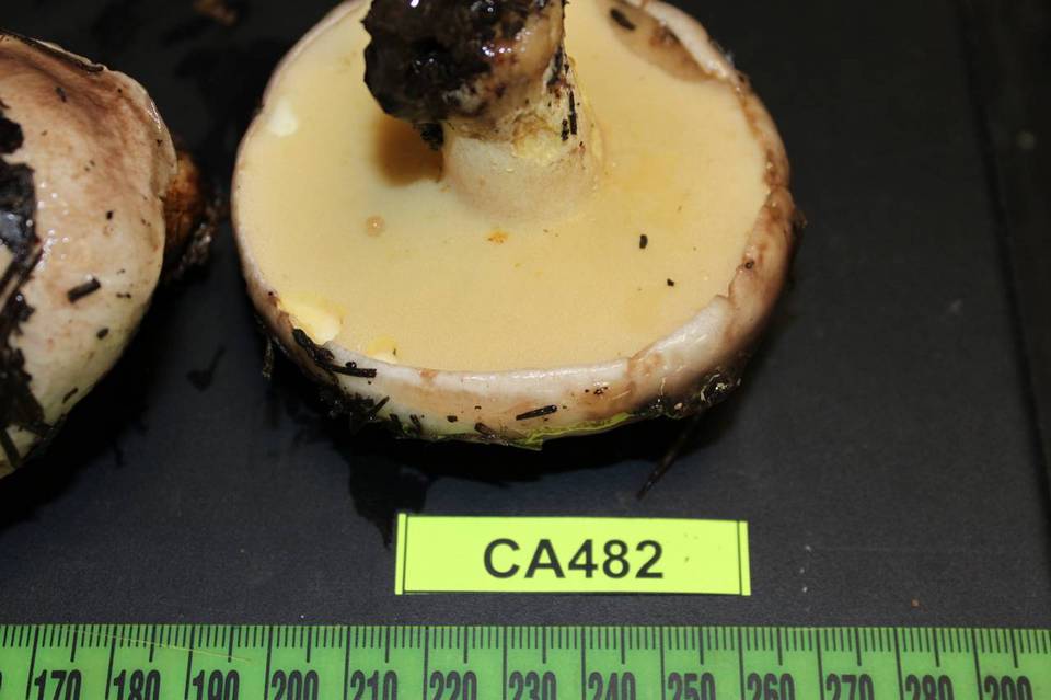 Suillus quiescens image