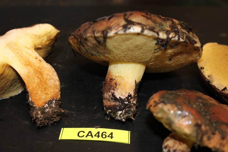 Suillus quiescens image