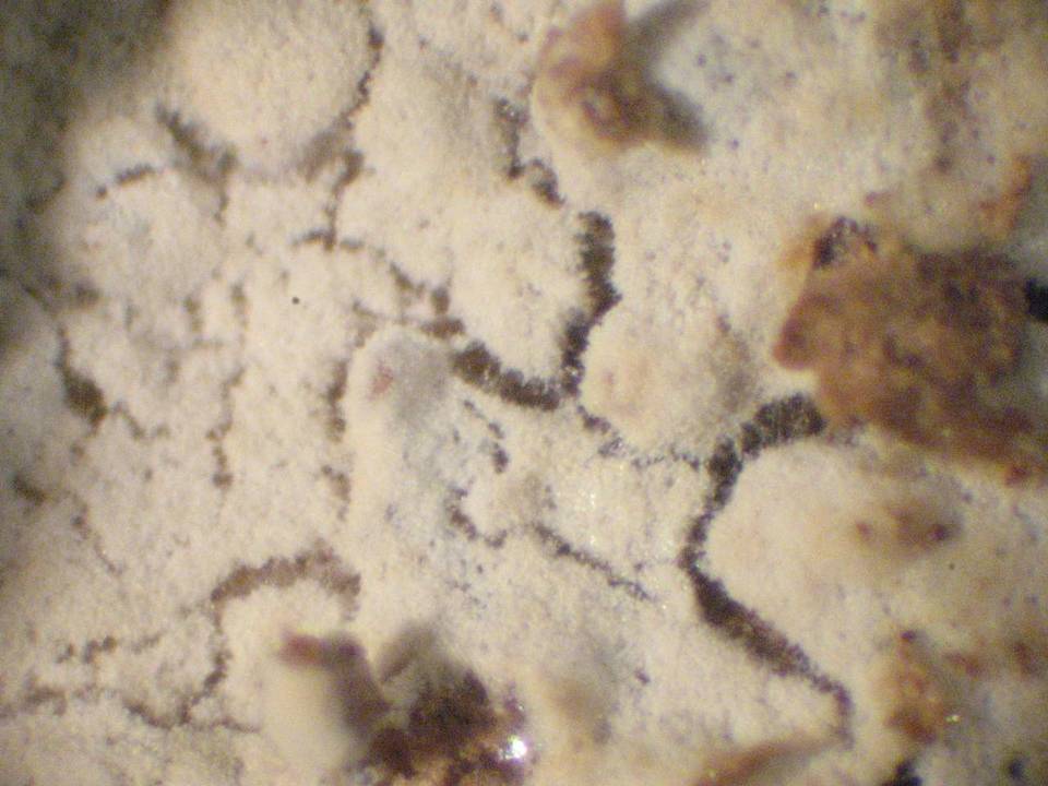 Gloeodontia subasperispora image