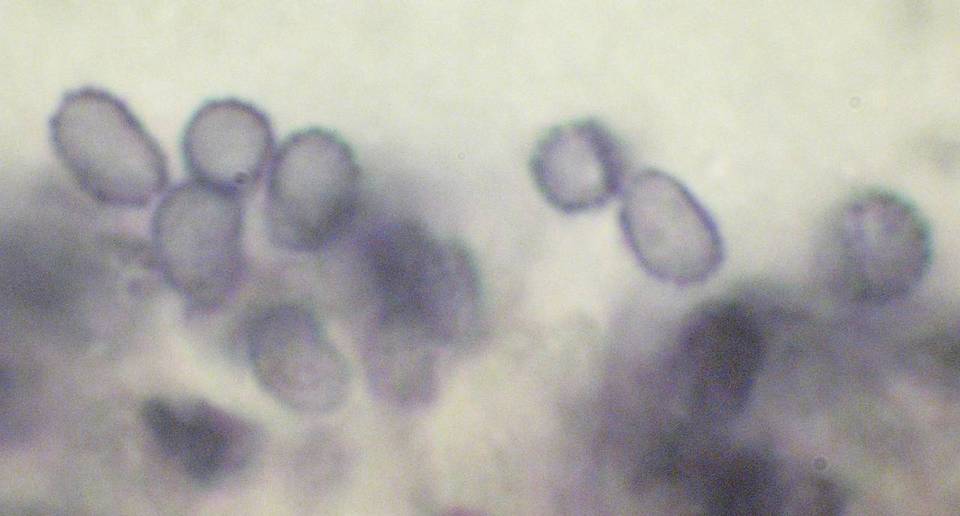 Gloeodontia image