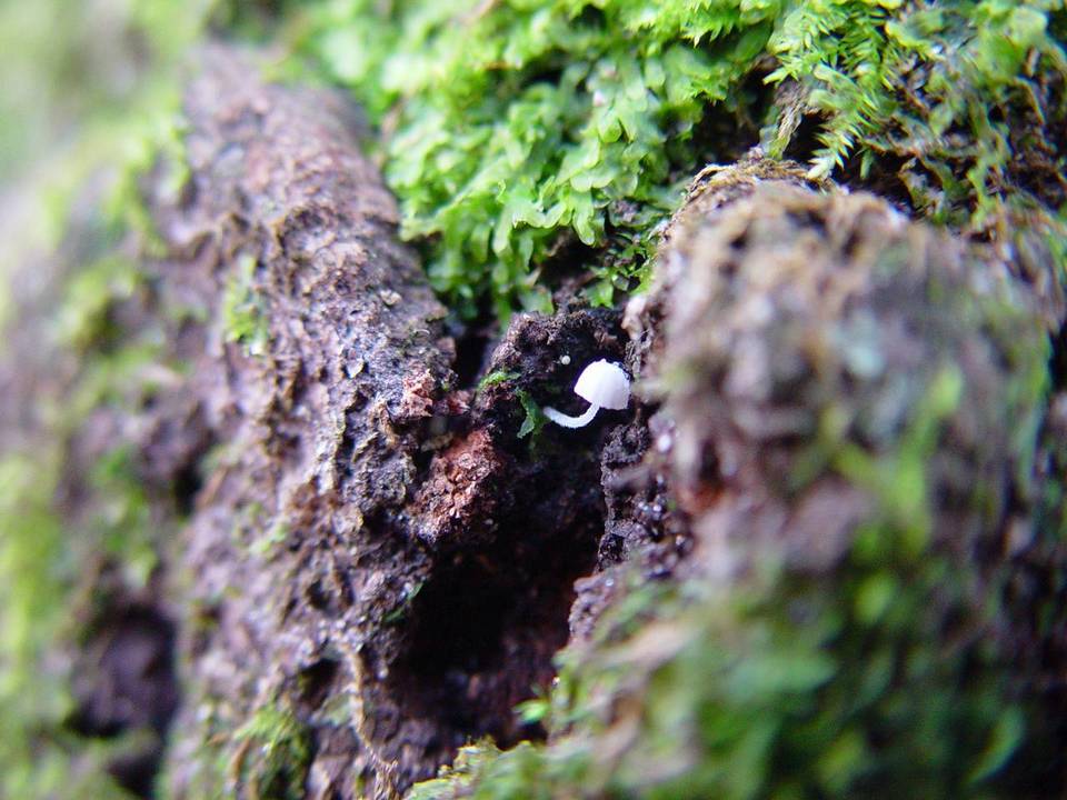 Mycena corynephora image