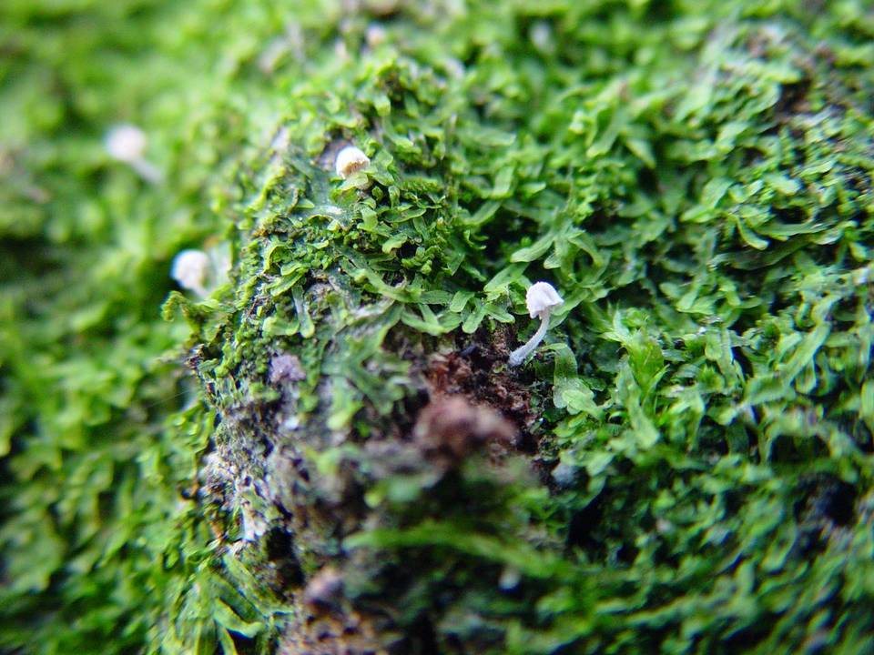 Mycena corynephora image
