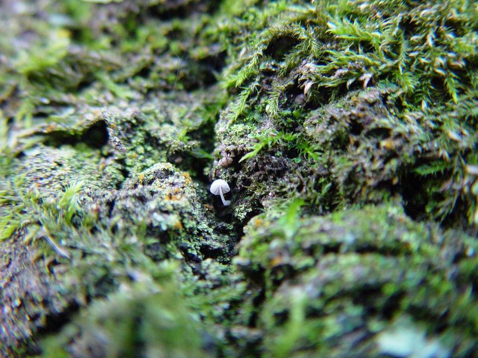 Mycena corynephora image