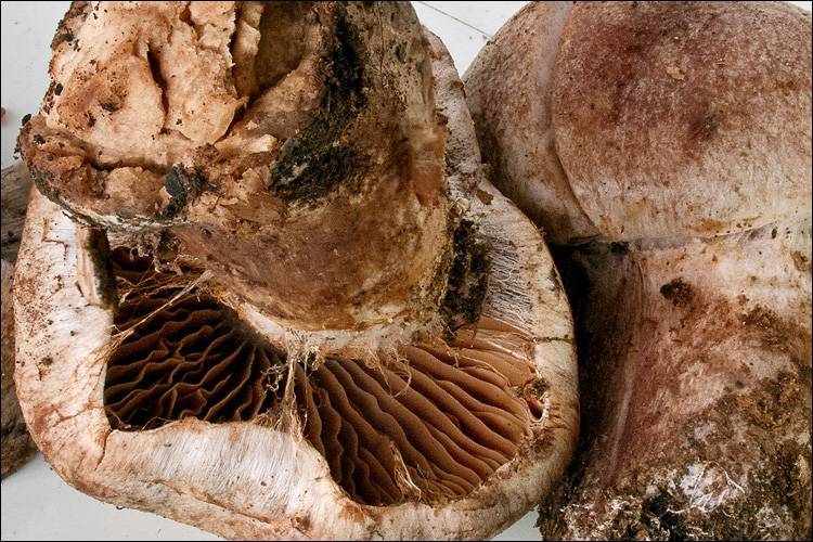 Cortinarius subferrugineus image