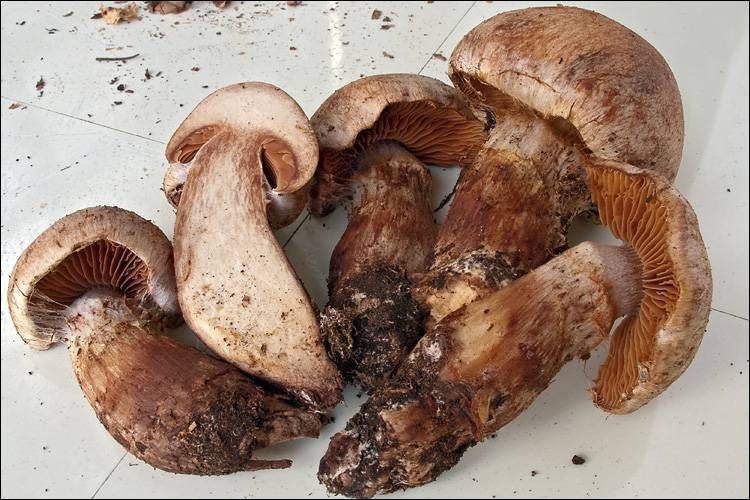 Cortinarius subferrugineus image