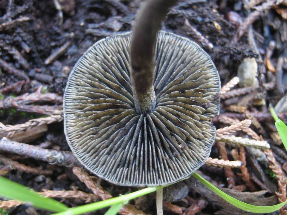 Panaeolus guttulatus image