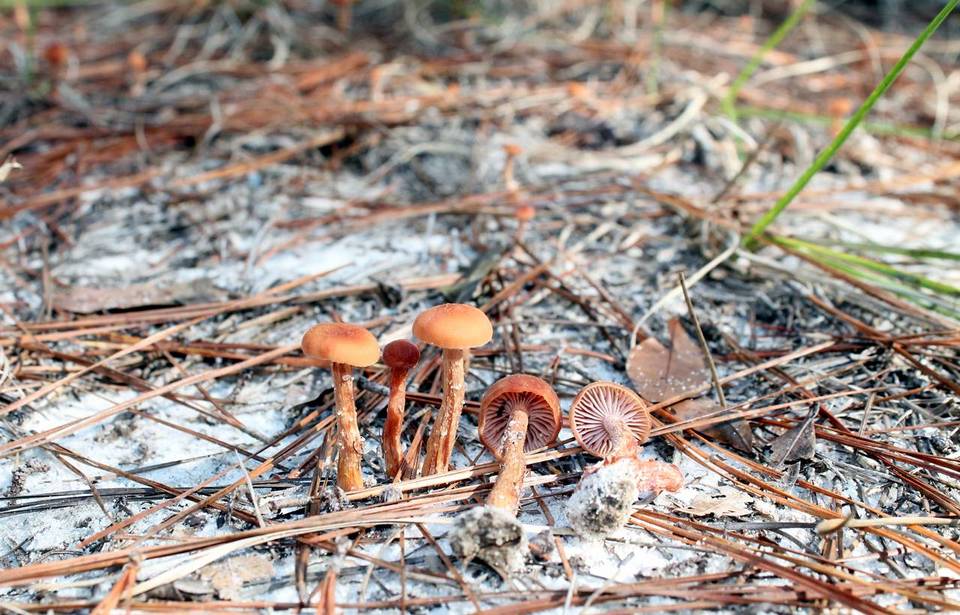 Laccaria oblongospora image