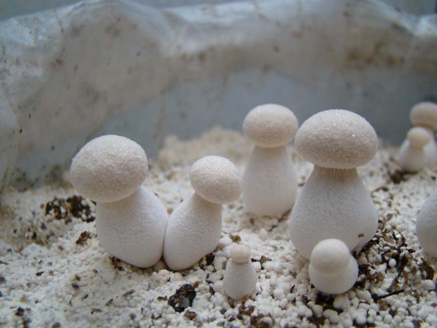 Pleurotus nebrodensis image