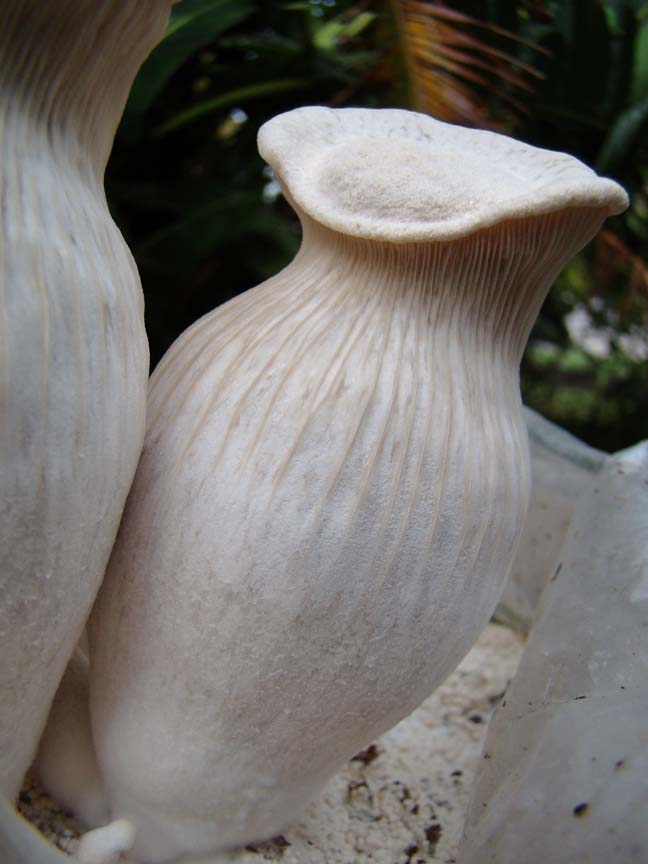 Pleurotus nebrodensis image