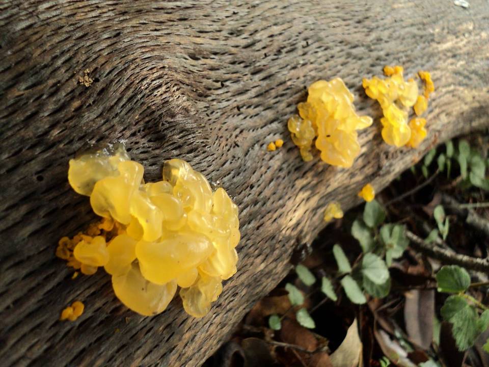 Naematelia aurantia image