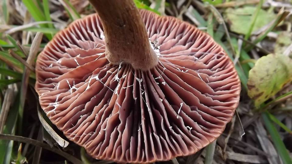Laccaria vinaceobrunnea image