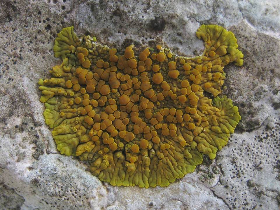 Caloplaca thallincola image