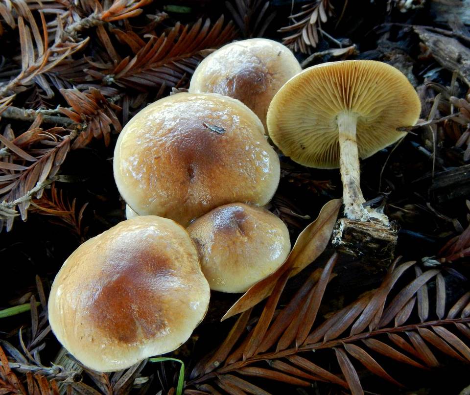 Pholiota iterata image