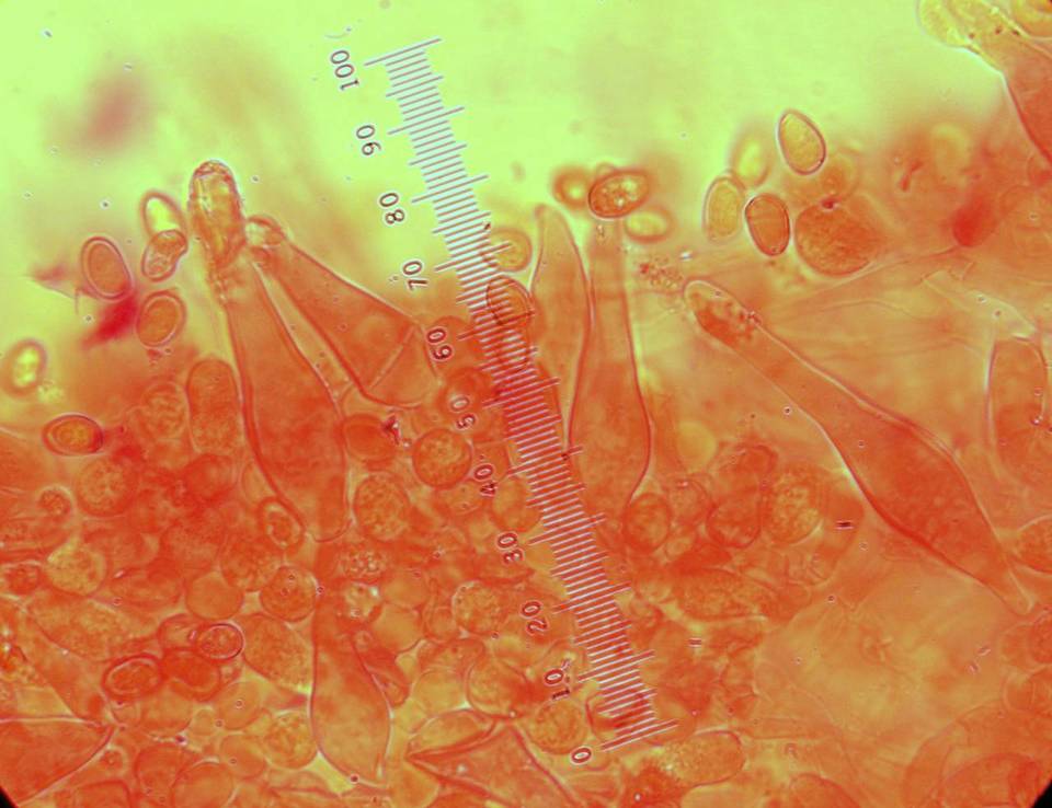 Pholiota iterata image