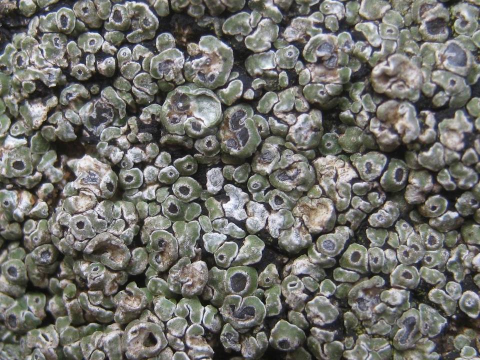 Aspicilia contorta image