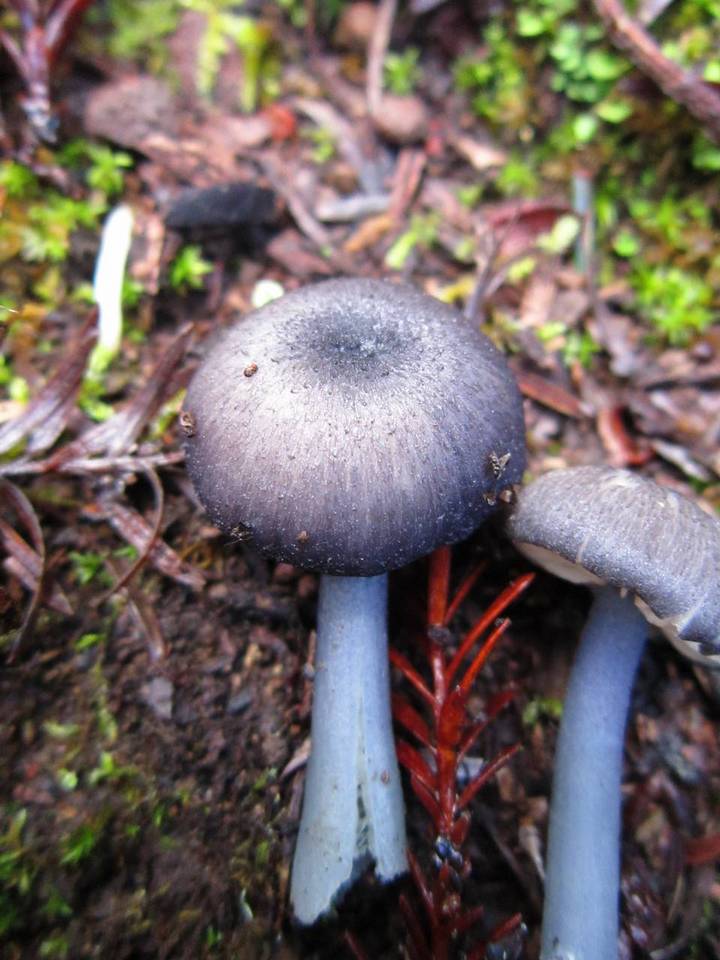 Entoloma parvum image