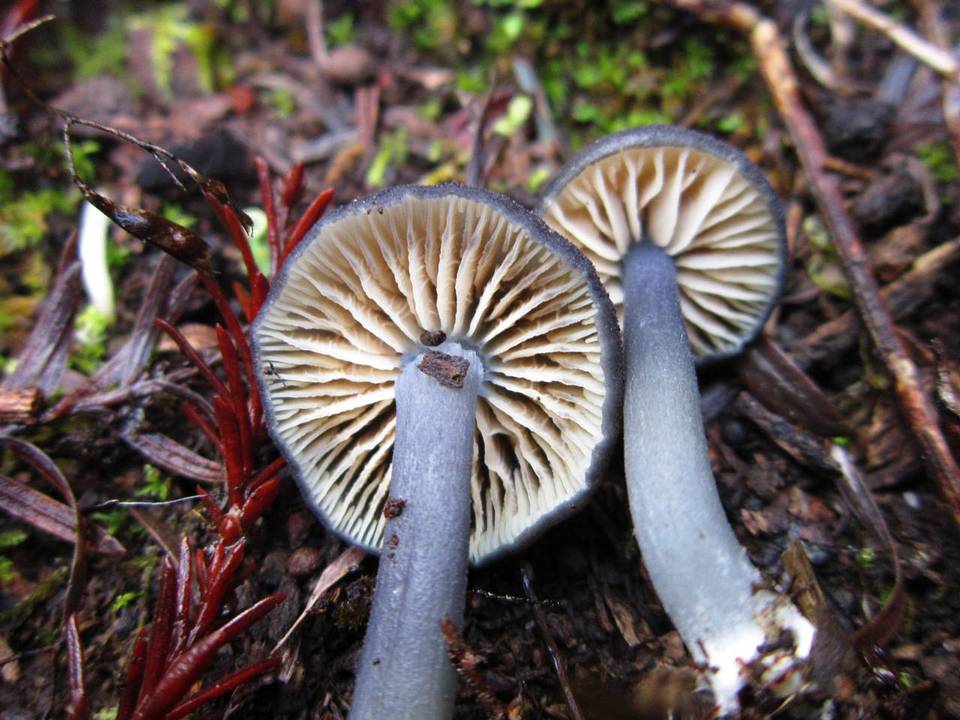 Entoloma parvum image