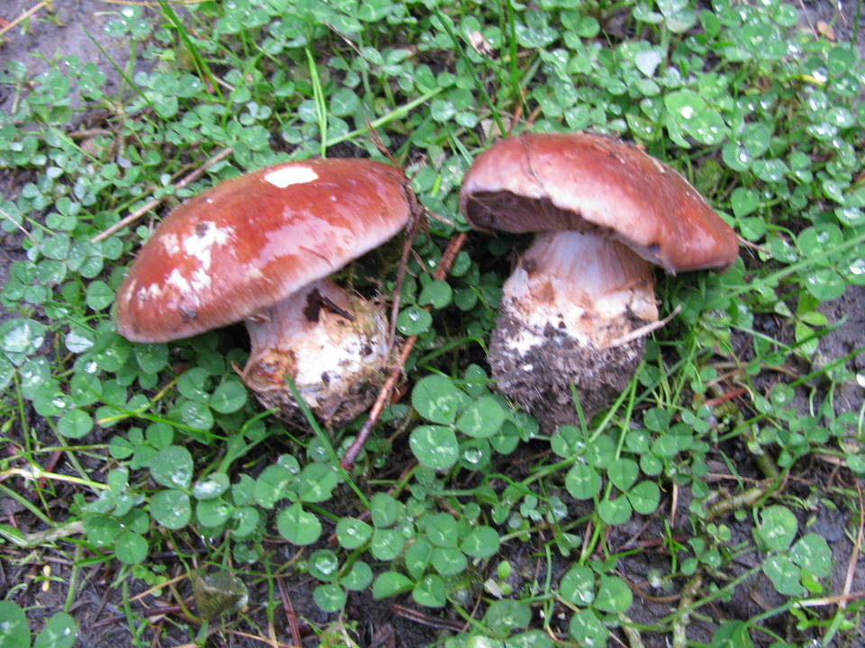 Cortinarius subpurpureophyllus image