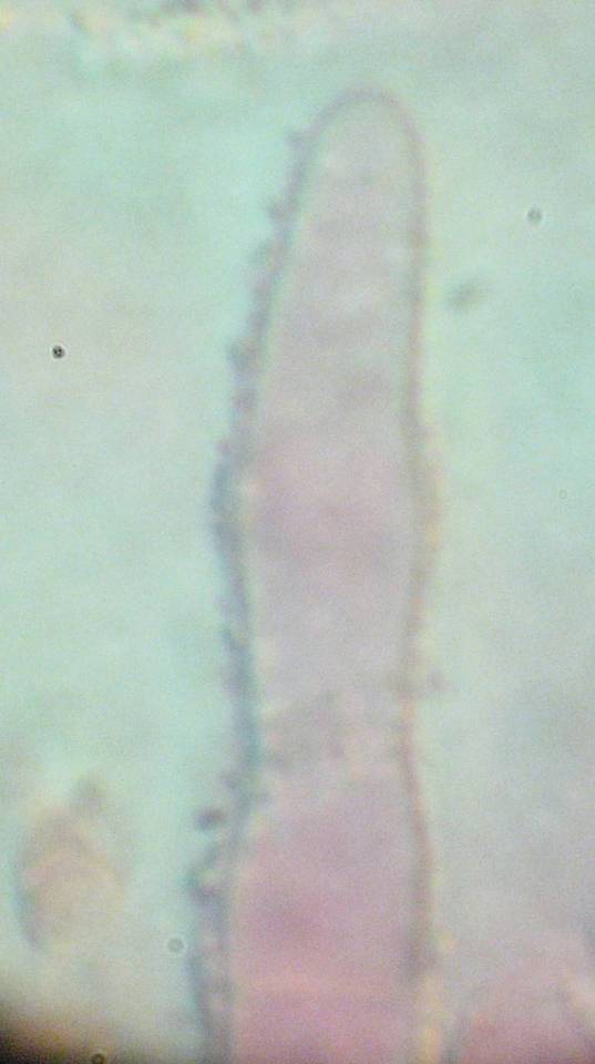 Amphinema image