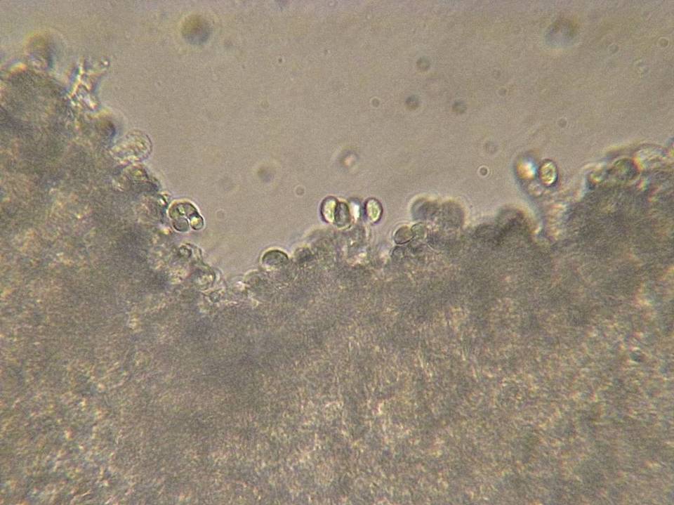 Tephrocybe oldae image